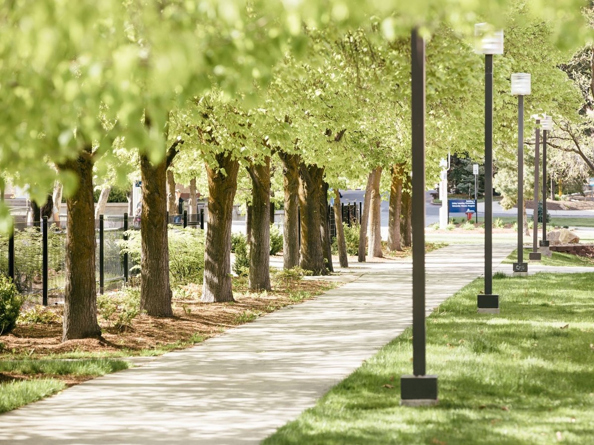 Empty sidewalk, flanked by blooming trees