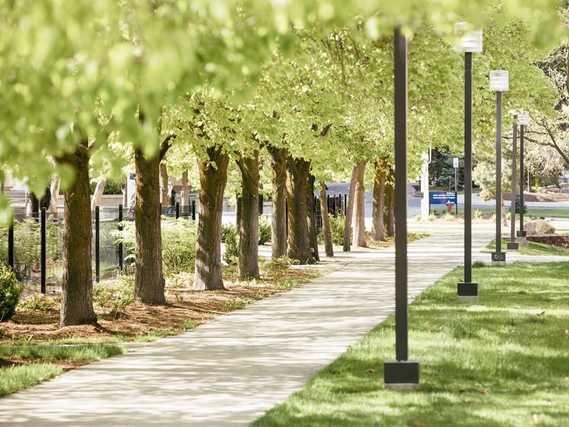 Empty sidewalk, flanked by blooming trees