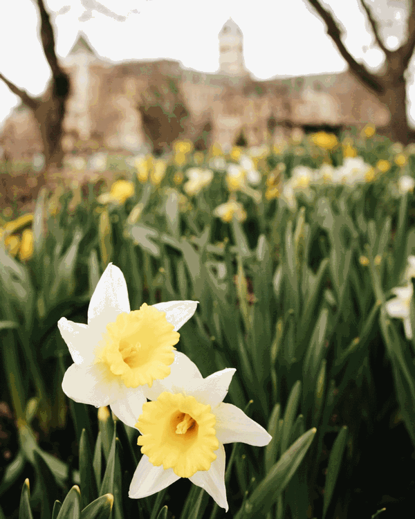Two flowers in focus with Old Main blurred in the background.