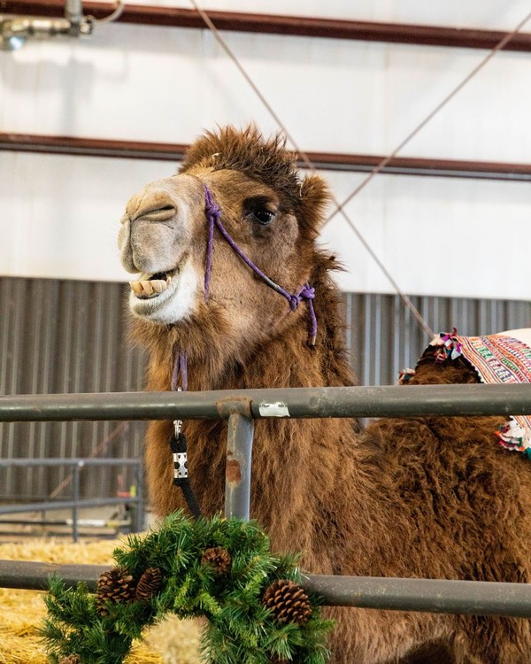 A camel in front of a Christmas wreath