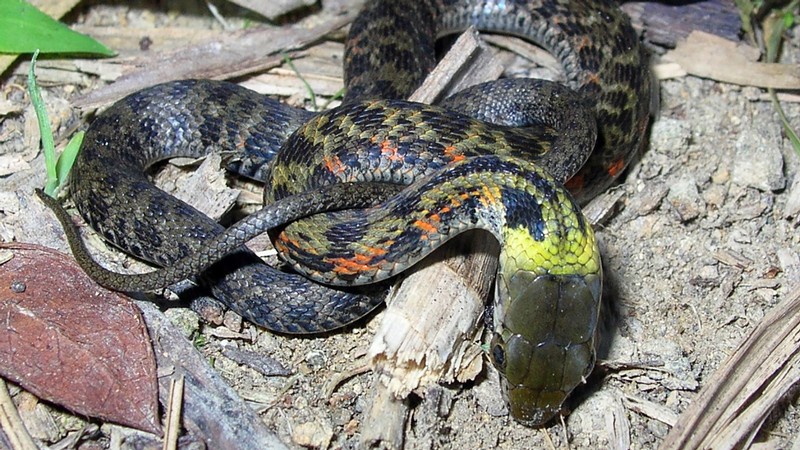 Keelback snake