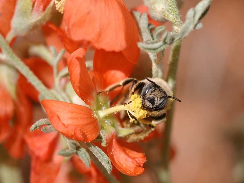 Bee on flower