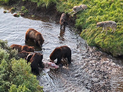 Brown bears and wolves compete for prey