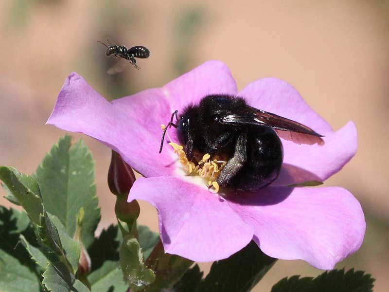 Carpenter bees on wild rose.