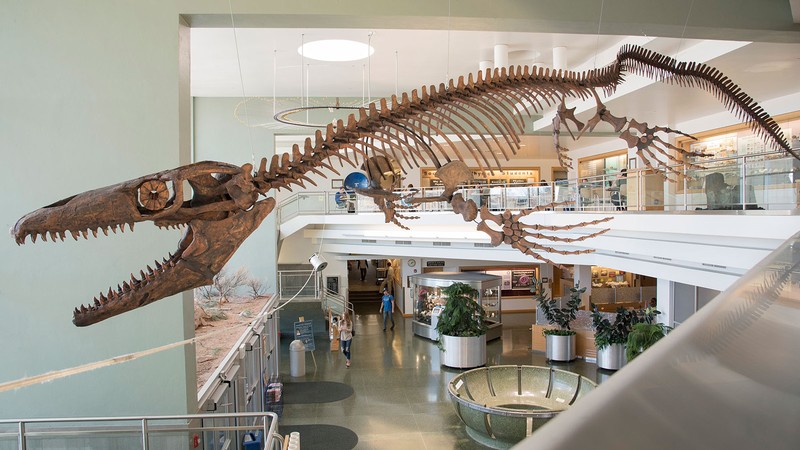 Skeletal mount of mosasaur