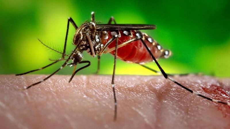 Aedes aegypti mosquito.