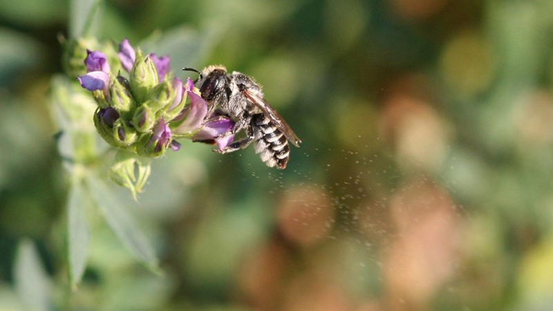 Alfalfa leafcutting bee releases pollen