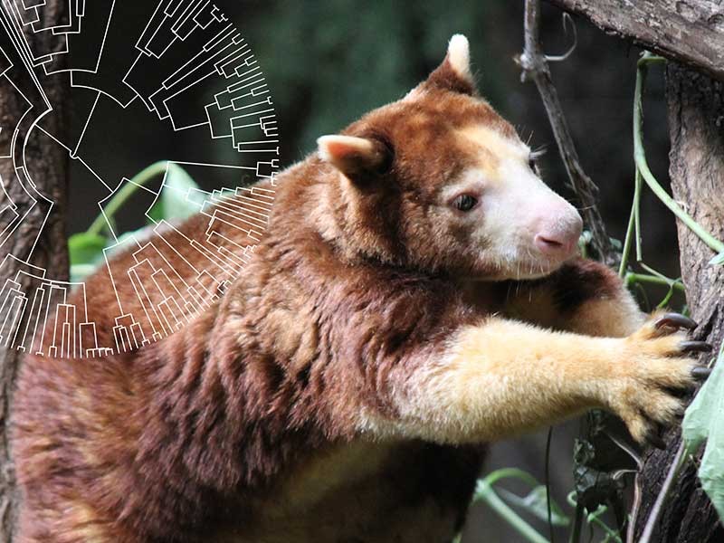 Tree Kangaroo