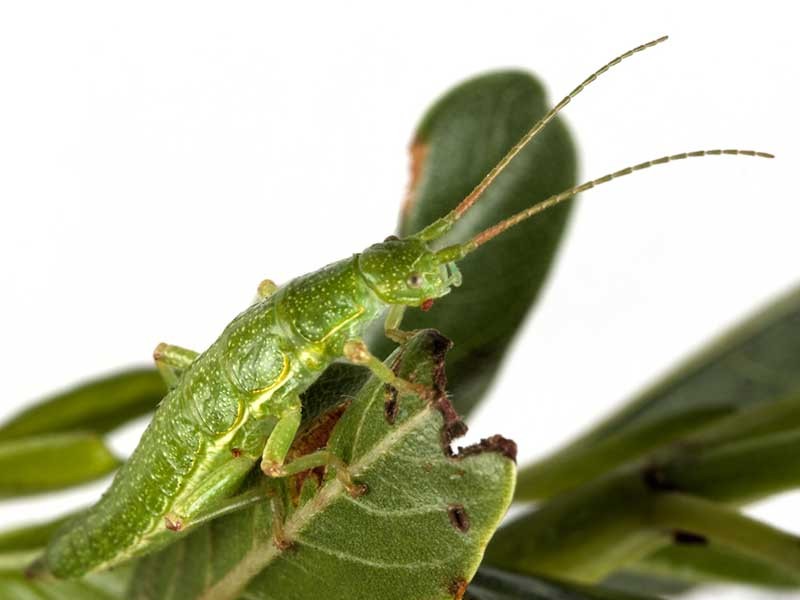 Green stick insect