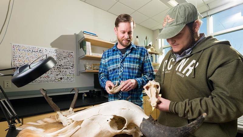 Two men examine the skull of an animal in a lab.