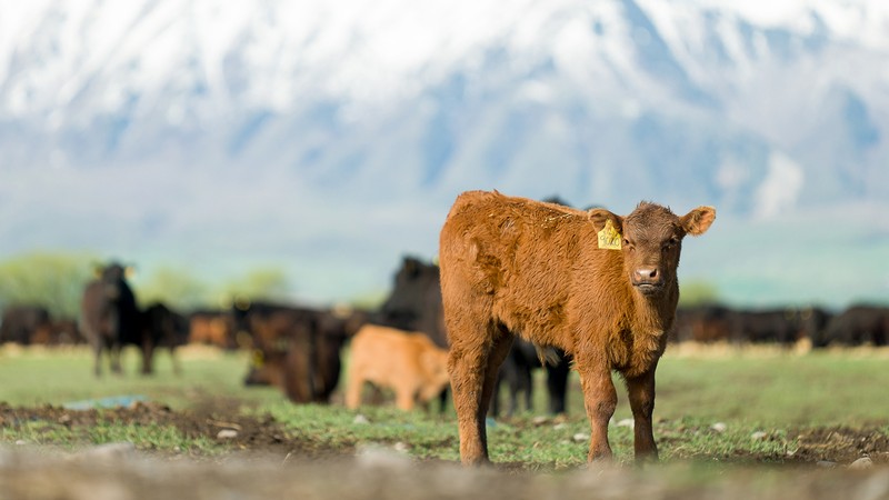 A cow stands in a field with a mountain background.