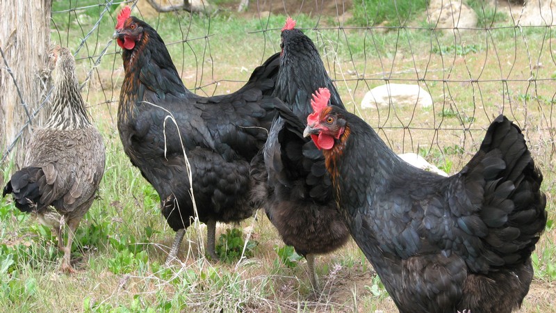 A group of chickens stands near a fence.