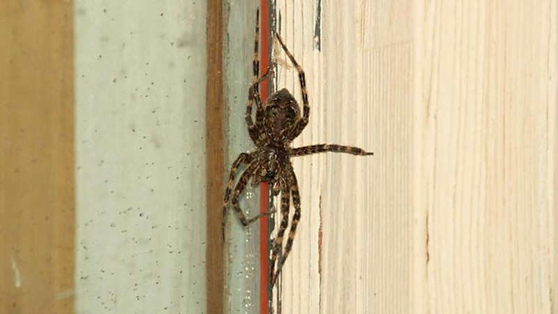 A wolf spider.
