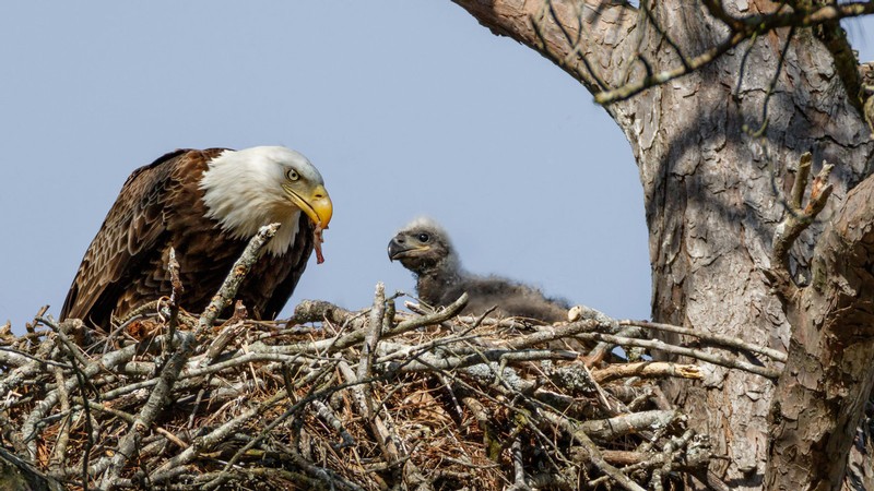 A bald eagle feeds an eglet in its nest.