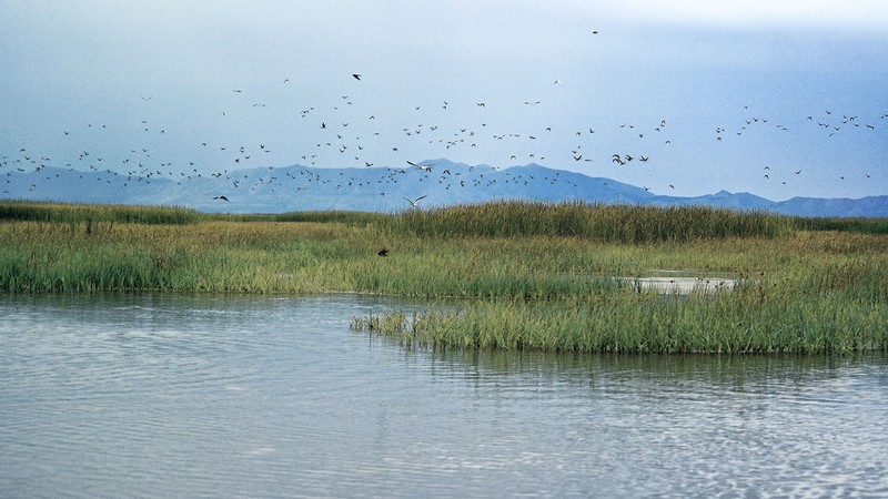Birds fly over the Bear River Migratory Bird Refuge.