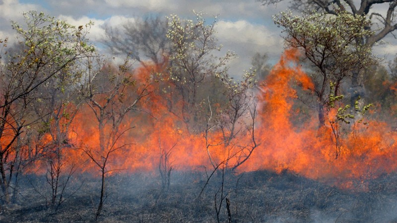 Fire burns among trees.