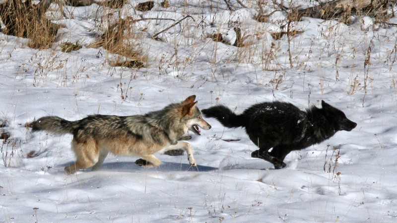 A gray wolf and black wolf running through snow.