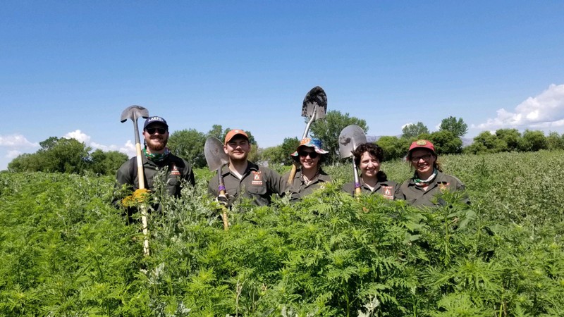 People holding shovels while standing in chest-high plants.
