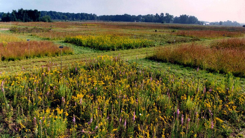 A grassy field with square plots growing different kinds of plants.