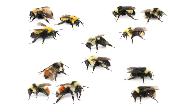 Bumble Bees.