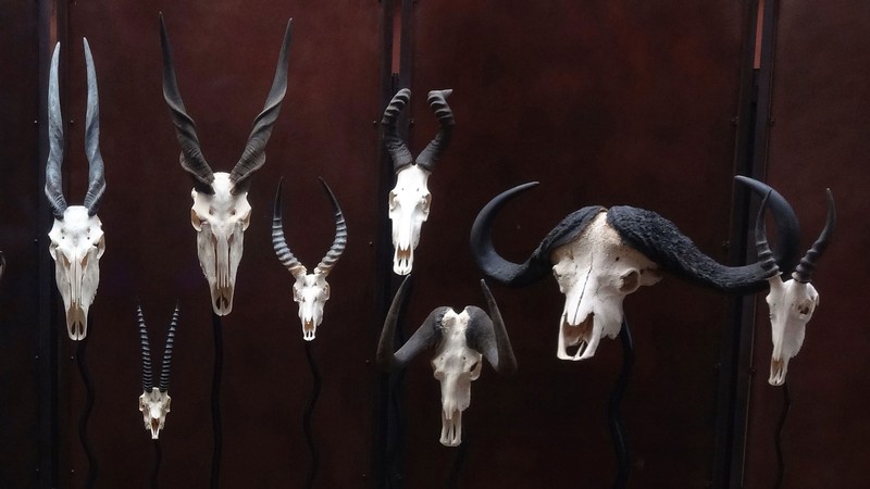 A collection of horned animal skulls is on display in the "Horns & Tusks" exhibit.