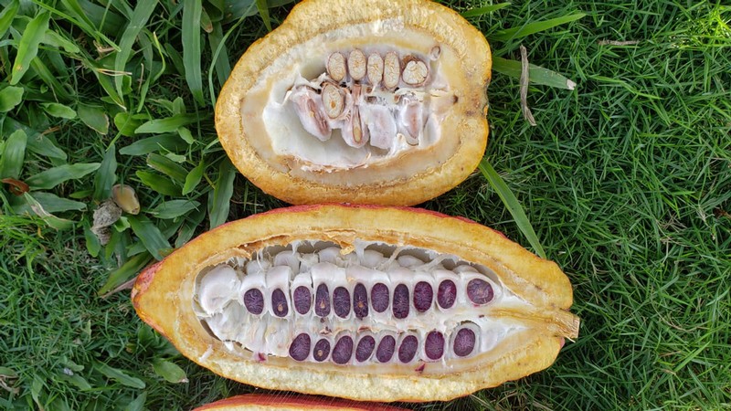 Dark and light cocoa beans.