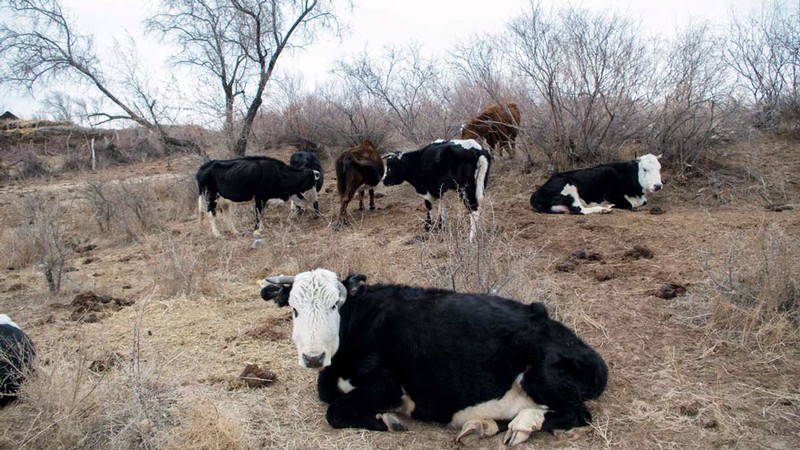 Cattle