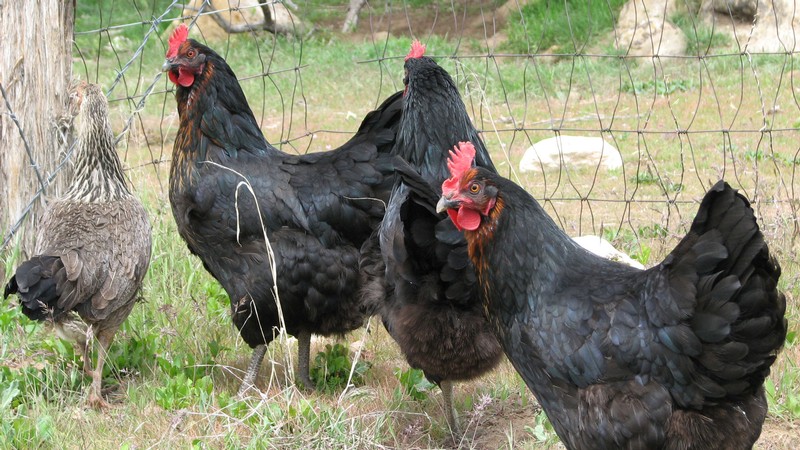 Chickens.