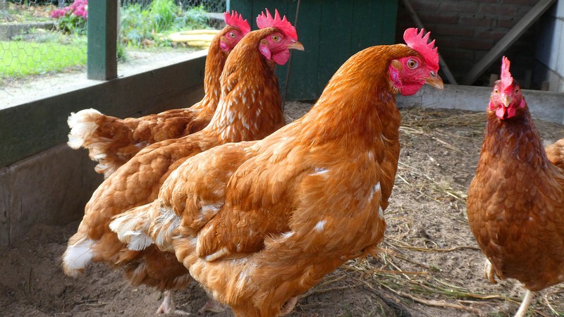 Chickens.