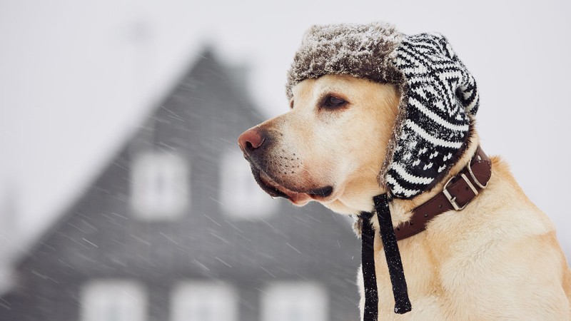A dog wearing a hat in the snow.