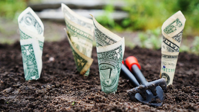 Dollar bills poking up from garden soil.