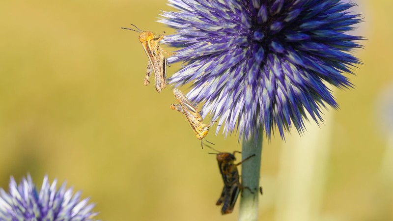 Grasshoppers on a flower.