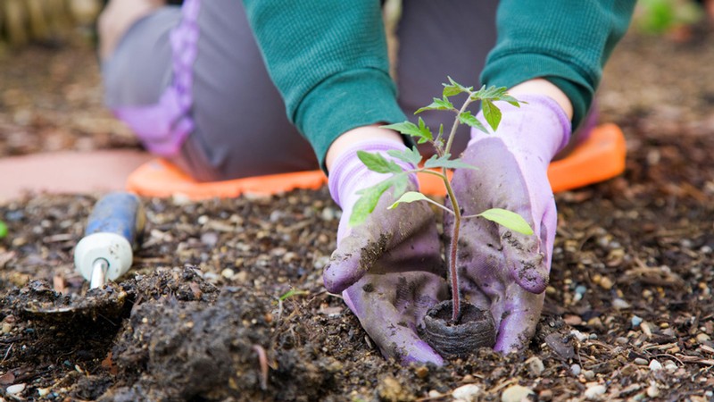 A gardener tending a plant.
