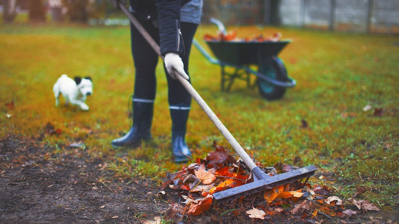 A person raking leaves.