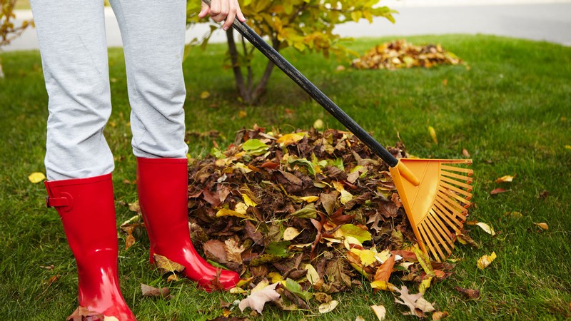 A person raking leaves.