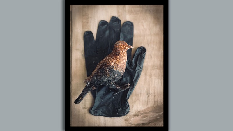 A charred ceramic bird on a black rubber glove.