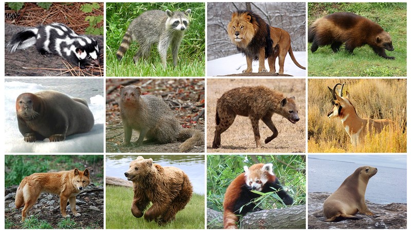 A collage of various mammals.