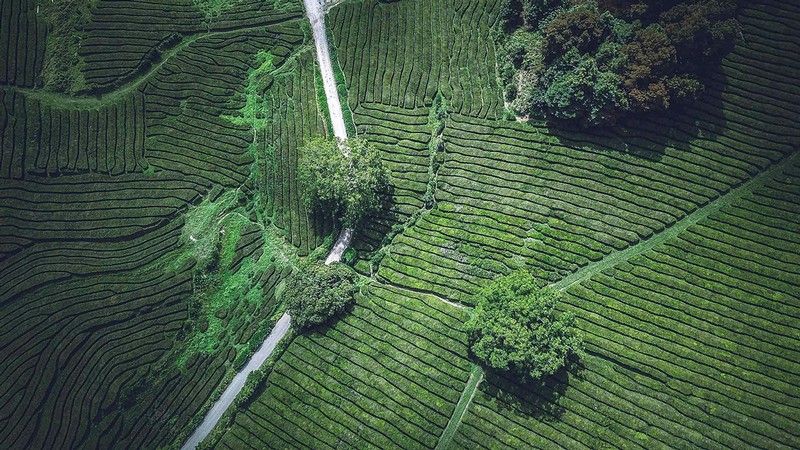 An aerial view of a green landscape.