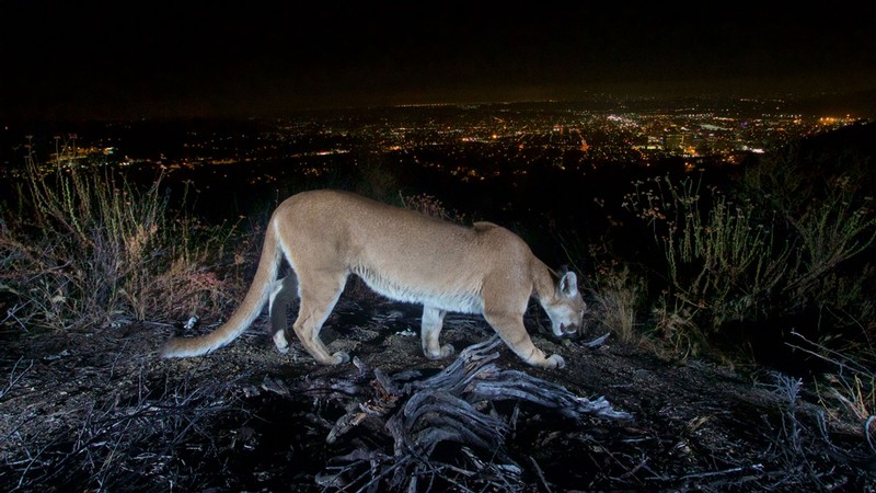 A cougar with city lights in the distance.