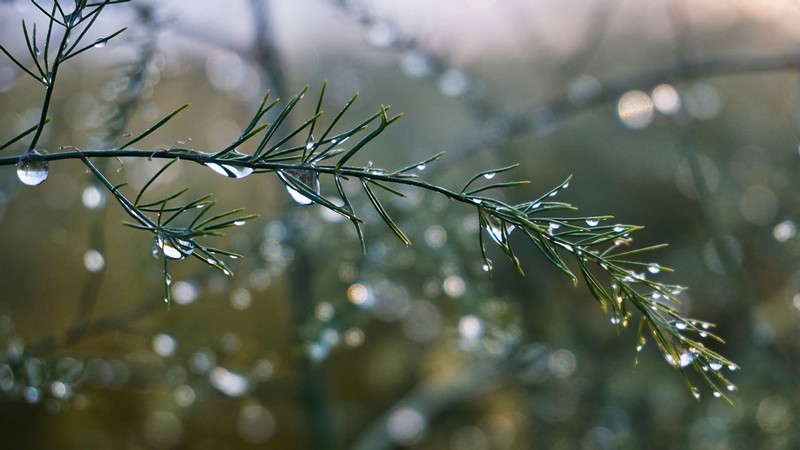 Rainwater on a plant.