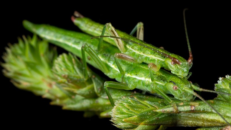 Stick insects on a redwood branch.