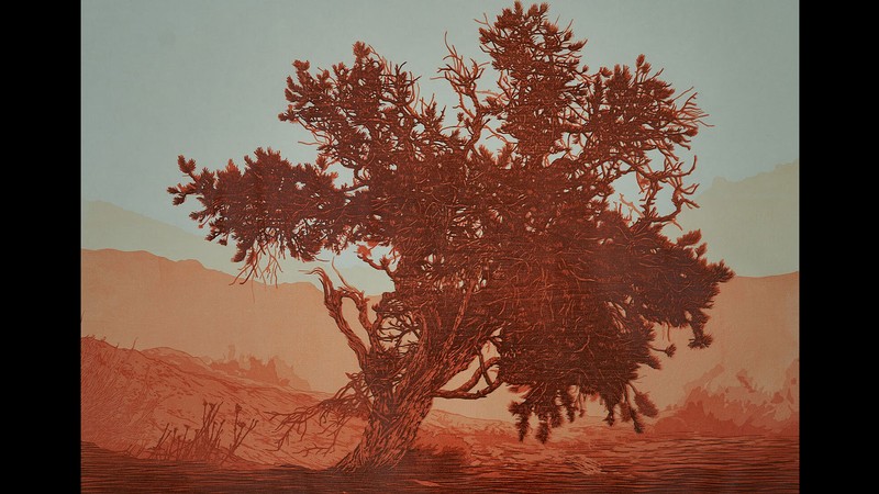 A woodcut image of a juniper tree.