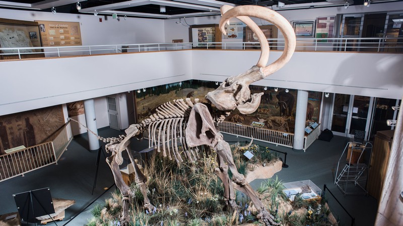 A mammoth skeleton in the USU Eastern Prehistory Museum.