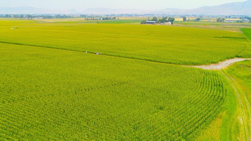 An aerial view of farm fields.