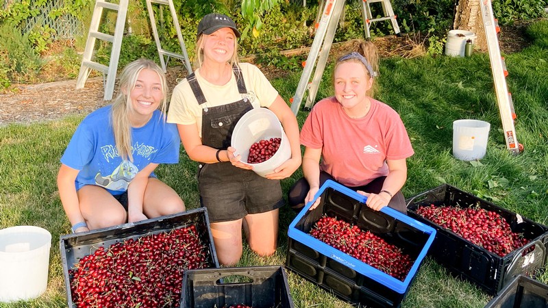 Volunteers picking fruit.
