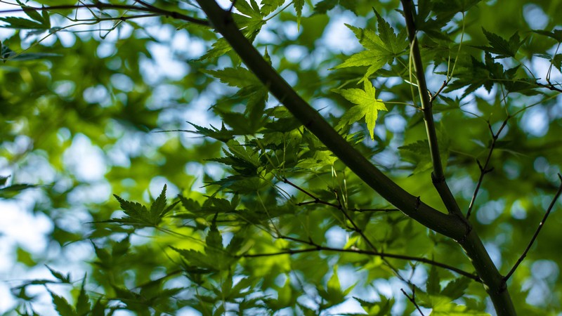 Leaves on a tree.