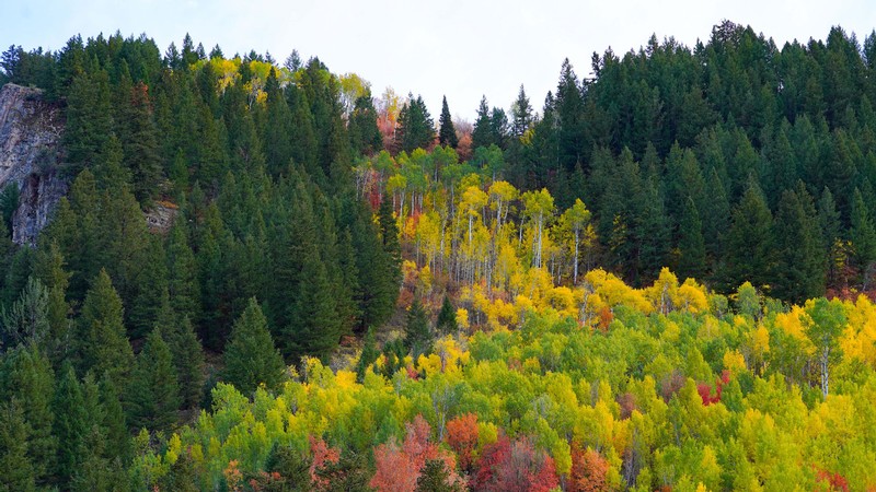 Trees with green, yellow and red leaves on a mountainside.