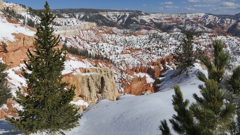A spruce tree on a snowy slope in Southern Utah.