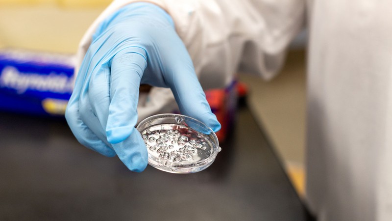 A person holding a petri dish.