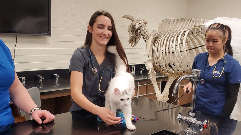 Veterinary medicine students examining a live cat in a classroom.